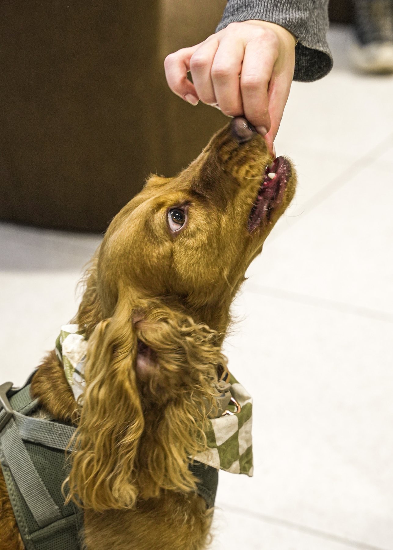 Cocker, The Dogry