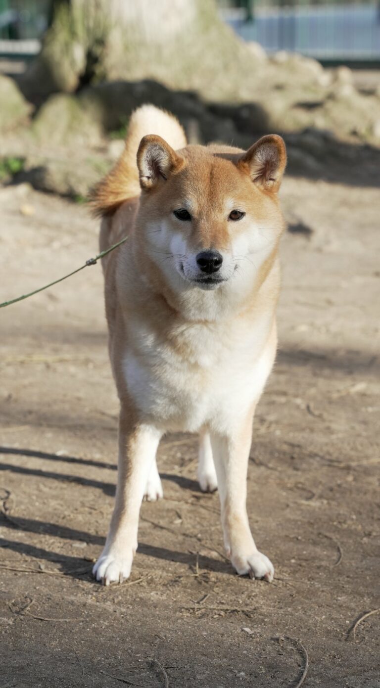 Shiba au meet-up de lancement