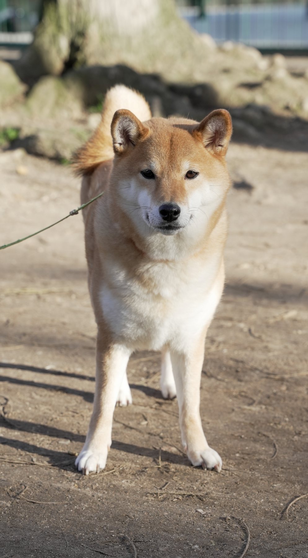 Shiba au meet-up de lancement